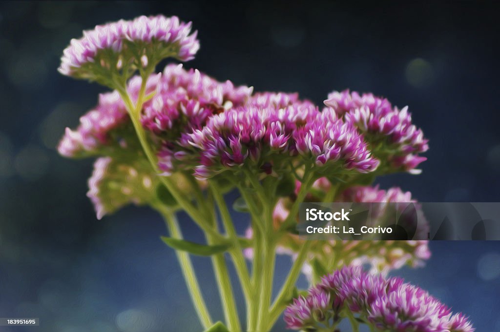 Sedum (Stonecrop) em flores a fotografia artística - Foto de stock de Abundância royalty-free