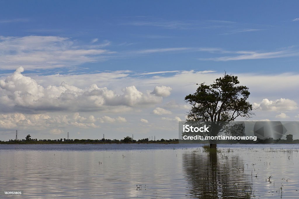 Single tree alone Single tree alone in the midst of the waters under cloudy sky Agricultural Field Stock Photo
