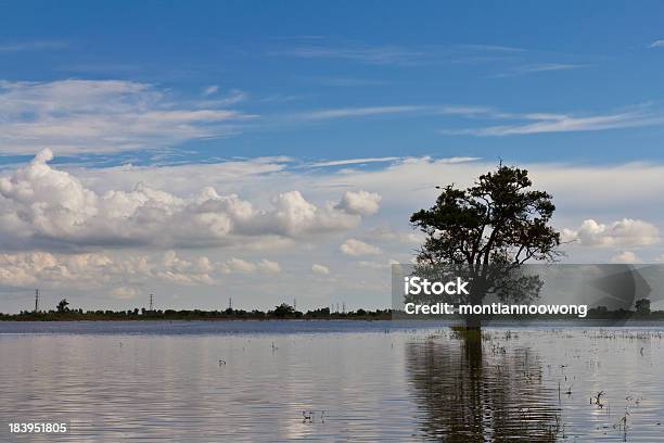 Single Tree Alone Stock Photo - Download Image Now - Agricultural Field, Agriculture, Asia