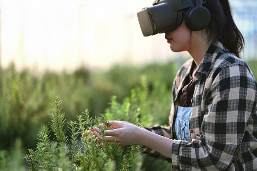 Young female farmer in VR glasses controlling process of growing rosemary in greenhouse cultivation