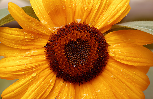 A close-up photo of a beautiful yellow sunflower covered in water droplets on a summer afternoon in Toronto, Ontario, Canada.