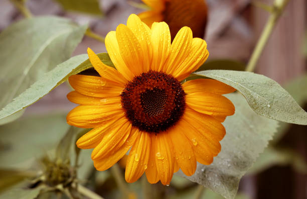 A close-up photo of a beautiful yellow sunflower covered in water droplets on a summer afternoon in Toronto, Ontario, Canada.