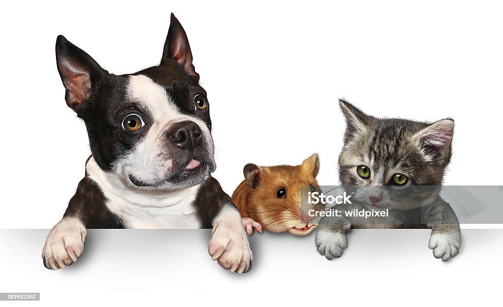 Pets Sign Pets sign for veterinary medicine and pet store or animal adoption advertising and marketing message with a cute dog hamster and a cat hanging on a horizontal white placard with copy space. Animal Stock Photo