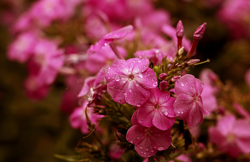 Pretty pink flowers covered in water droplets after rainfall on a summer afternoon in Toronto, Ontario, Canada.