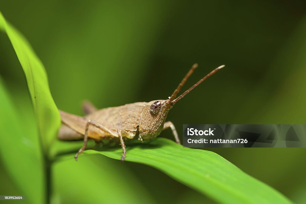 Cavalletta in natura. - Foto stock royalty-free di Ambientazione interna