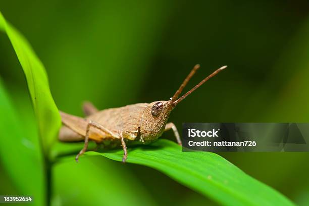 Cavalletta In Natura - Fotografie stock e altre immagini di Ambientazione interna - Ambientazione interna, Animale, Animale selvatico