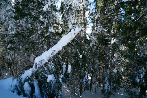 detail broken snapped off coniferous tree because of heavy snow or storm in winter forest