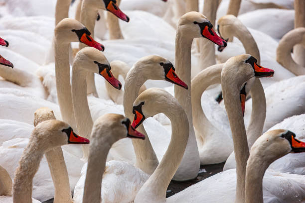 istock Necks and heads, mute swans 1839539261