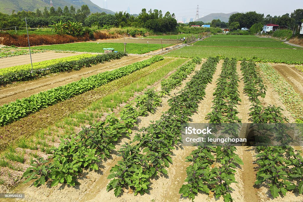 Farm con productos agrícolas - Foto de stock de Agricultura libre de derechos