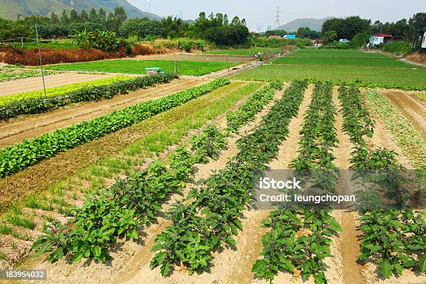 Farm Con Productos Agrícolas Foto de stock y más banco de imágenes de Agricultura - Agricultura, Aire libre, Ajardinado