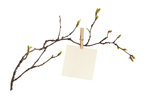 The first spring shoots on an empty branch with sheet of paper for text with wooden pin isolated on white background