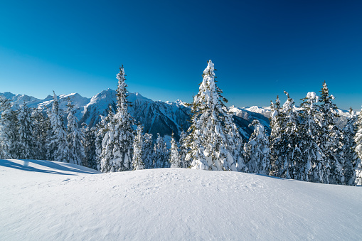 sunny winter day with clear blue sky in alpine mountains with powder snow and much snow on trees