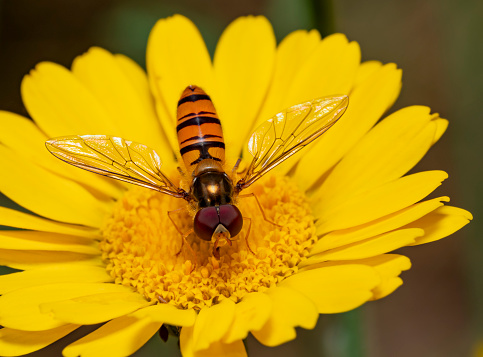 Closeup shot of a marmalade hoverfly resting on a yellow flower head