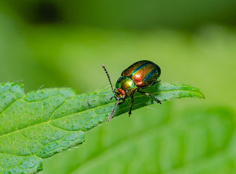 Dead-nettle leaf beetle at the edge of a leaf in green ambiance