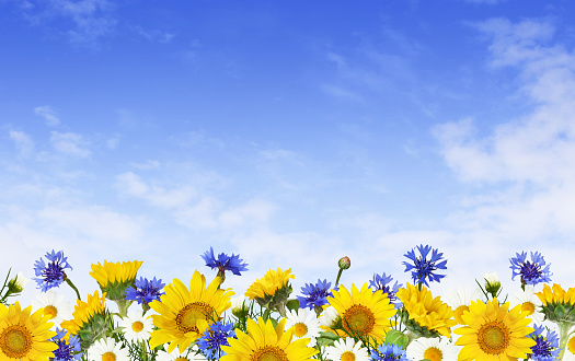 Sunflowers, daisy flowers and knapweeds in a border arrangement over blue sky background