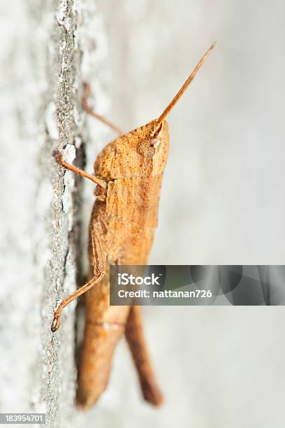 Cavalletta In Natura - Fotografie stock e altre immagini di Ambientazione interna - Ambientazione interna, Animale, Animale selvatico