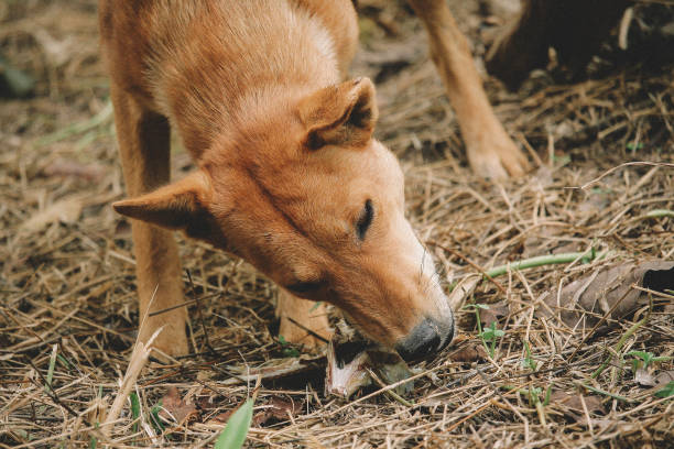 istock hungry homeless dog 1839549734