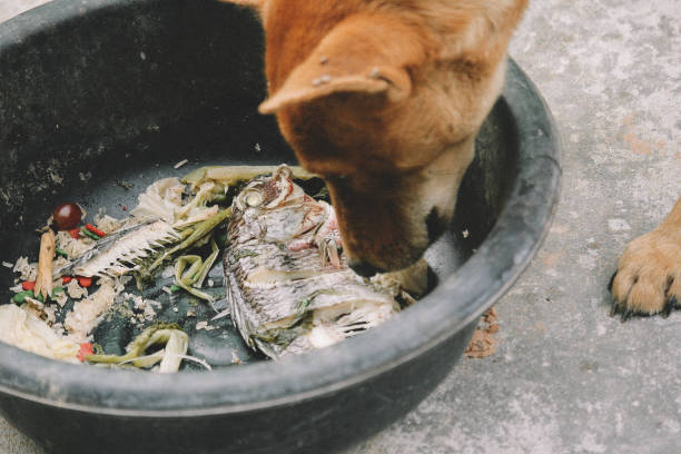 istock hungry homeless dog 1839550257