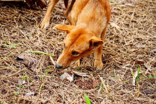 istock hungry homeless dog 1839550266