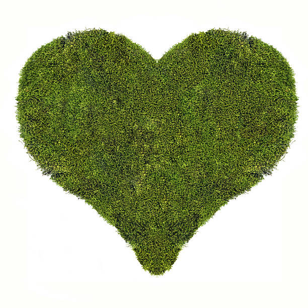 istock heart symbol from green moss isolated on white 183955617