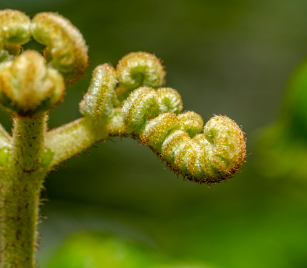 Closeup shot showing a young rolled eagle fern frond