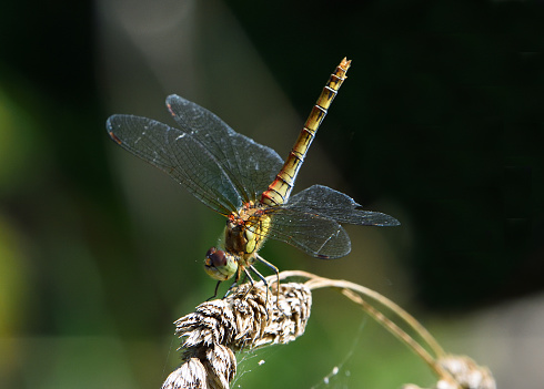 Common Darter Dragonfly perched on grass.