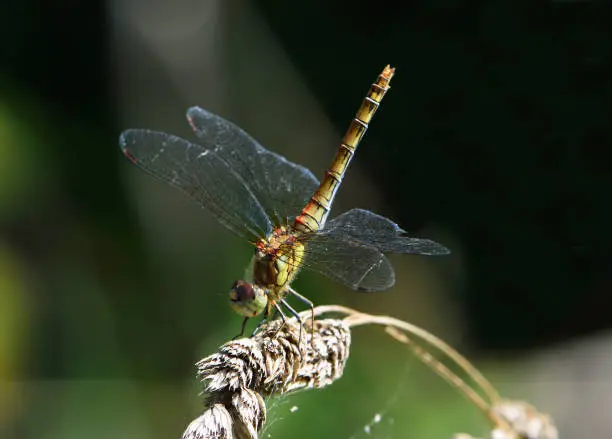 Photo of Common Darter Dragonfly perched on grass.