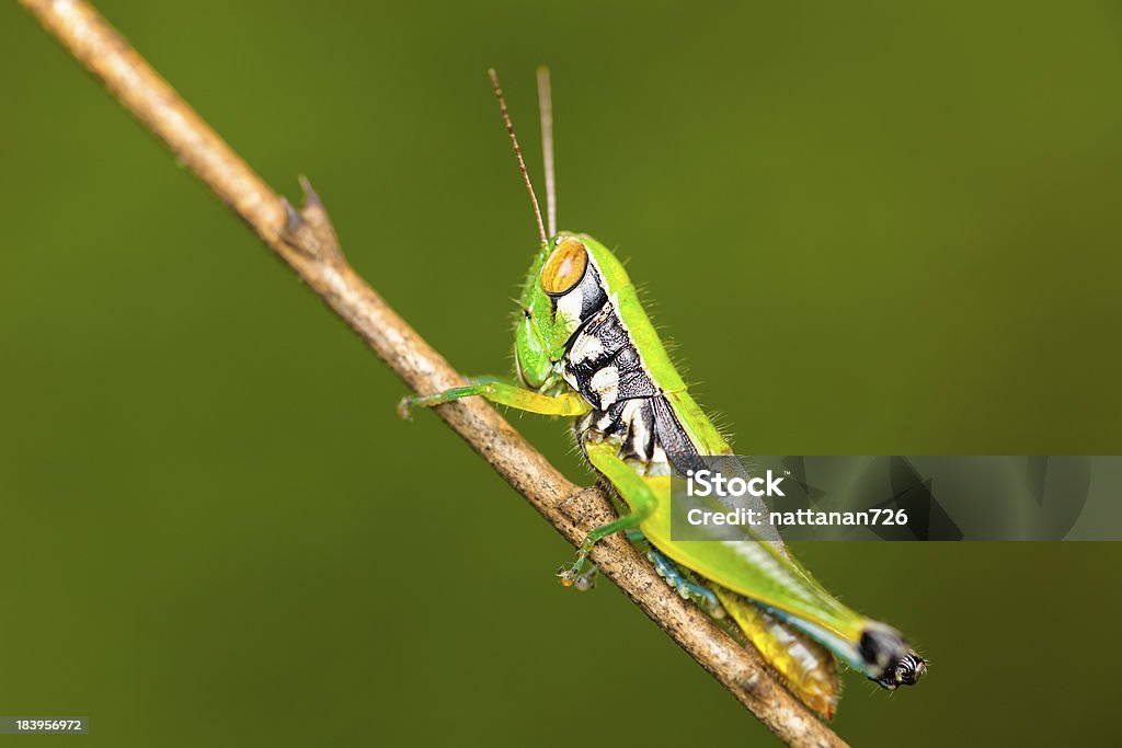 Sauterelle dans la nature. - Photo de Animal invertébré libre de droits