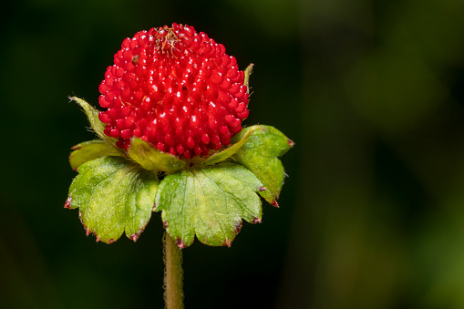 Closeup shot of a false strawberry fruit in dark back