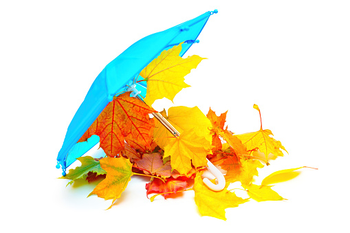 Close-up of a tiny blue umbrella with a pile of red and yellow leaves isolated on white background.