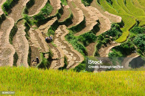 The Traditional Way Of Threshing Grain In Northwest Vietnam Stock Photo - Download Image Now