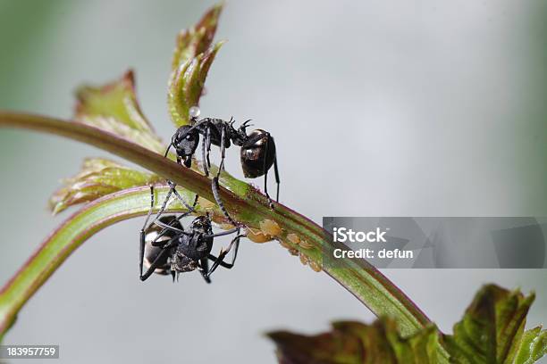 Insekt Ant Und Blattlaus Isoliert Stockfoto und mehr Bilder von Ameise - Ameise, Blattlaus, Essen - Mund benutzen