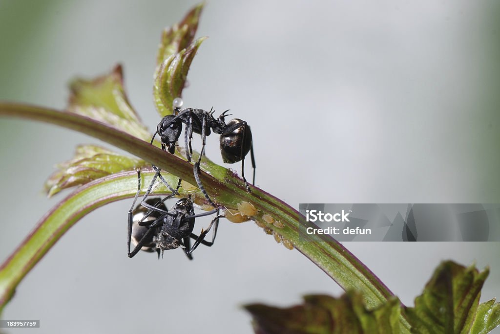 곤충 ant 및 진딧물 격리됨에 - 로열티 프리 개미 스톡 사진
