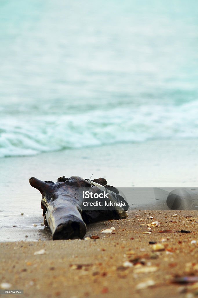 Legni sulla spiaggia - Foto stock royalty-free di Albero
