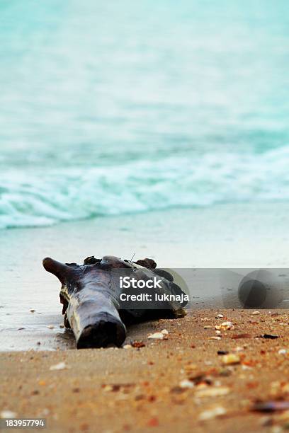 Legni Sulla Spiaggia - Fotografie stock e altre immagini di Albero - Albero, Ambientazione esterna, Blu