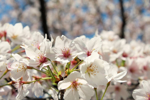 istock ”Somei Yoshino” cherry tree in Japan 1839581980