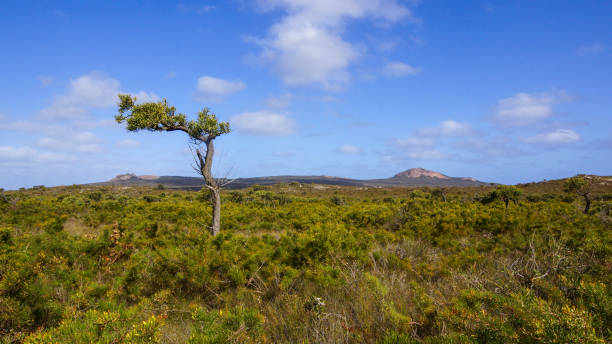 blue sky and light cloud over golden fields