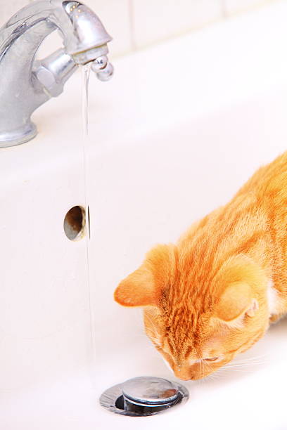 istock Animals at home red cat drinking water in bathroom 183958846