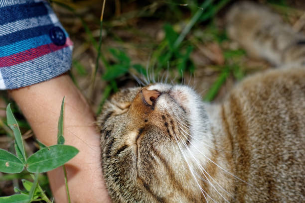 istock A well-fed cat lies on the grass 1839593556