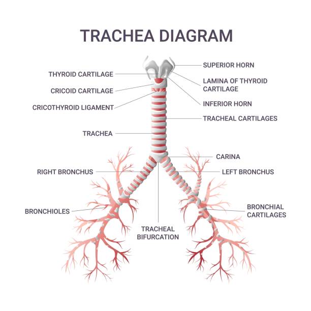 Trachea educational infographic vector illustration Trachea educational infographic. Vector illustration isolated on white background, cartoon style bronchiole stock illustrations