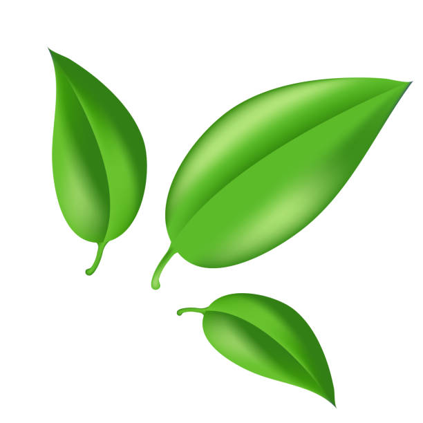 ilustrações de stock, clip art, desenhos animados e ícones de green leaf. leaves of tea or tree.theme of ecology and healthy eating. realistic vector, eps 10 - planting tree poplar tree forest