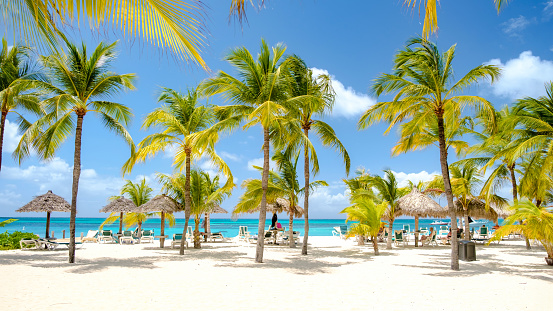 Palm Beach Aruba Caribbean, white sandy beach with palm trees and a blue ocean at Aruba Antilles.