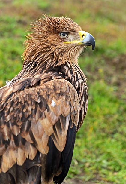 Steppe eagle Portrait of a steppe eagle.Portrait of a steppe eagle. steppe eagle aquila nipalensis stock pictures, royalty-free photos & images