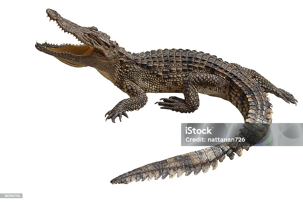 Krokodil - Lizenzfrei Echte Krokodile Stock-Foto
