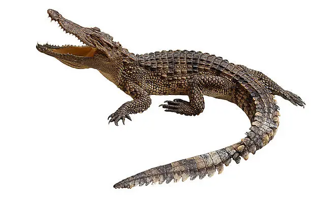 Photo of crocodile