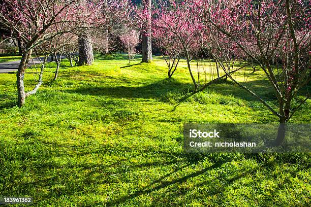 Ницца Сакура Фоне — стоковые фотографии и другие картинки Hanami - Hanami, Весна, Время года