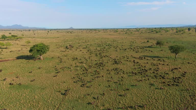 Huge herd of buffaloes in Kidepo Valley National Park, Uganda in Africa. Aerial orbiting and sky for copy space