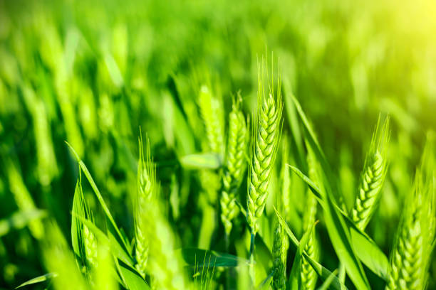 Seedling, Corn - Crop, wheat, Dirt, Lawn,sprout,growth
