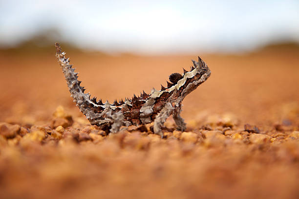 thorny 용 또는 데빌 - thorny devil lizard 뉴스 사진 이미지