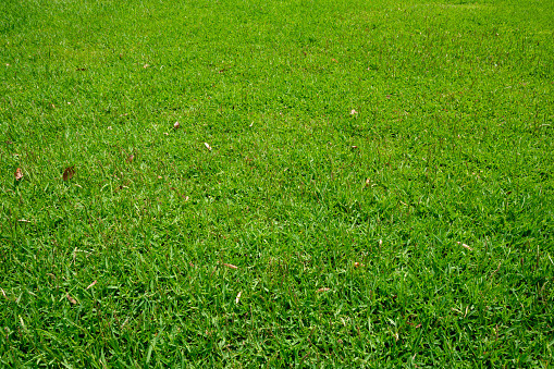 Close-up on a section of lush green grass.